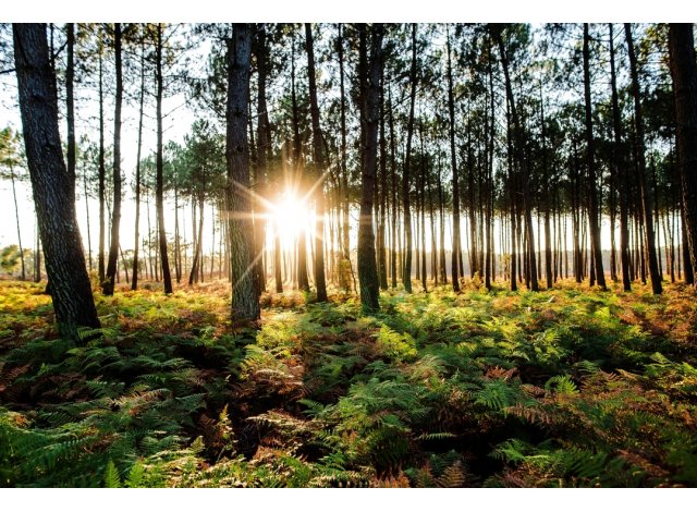 Programme neuf Bleu du Sud à Soustons